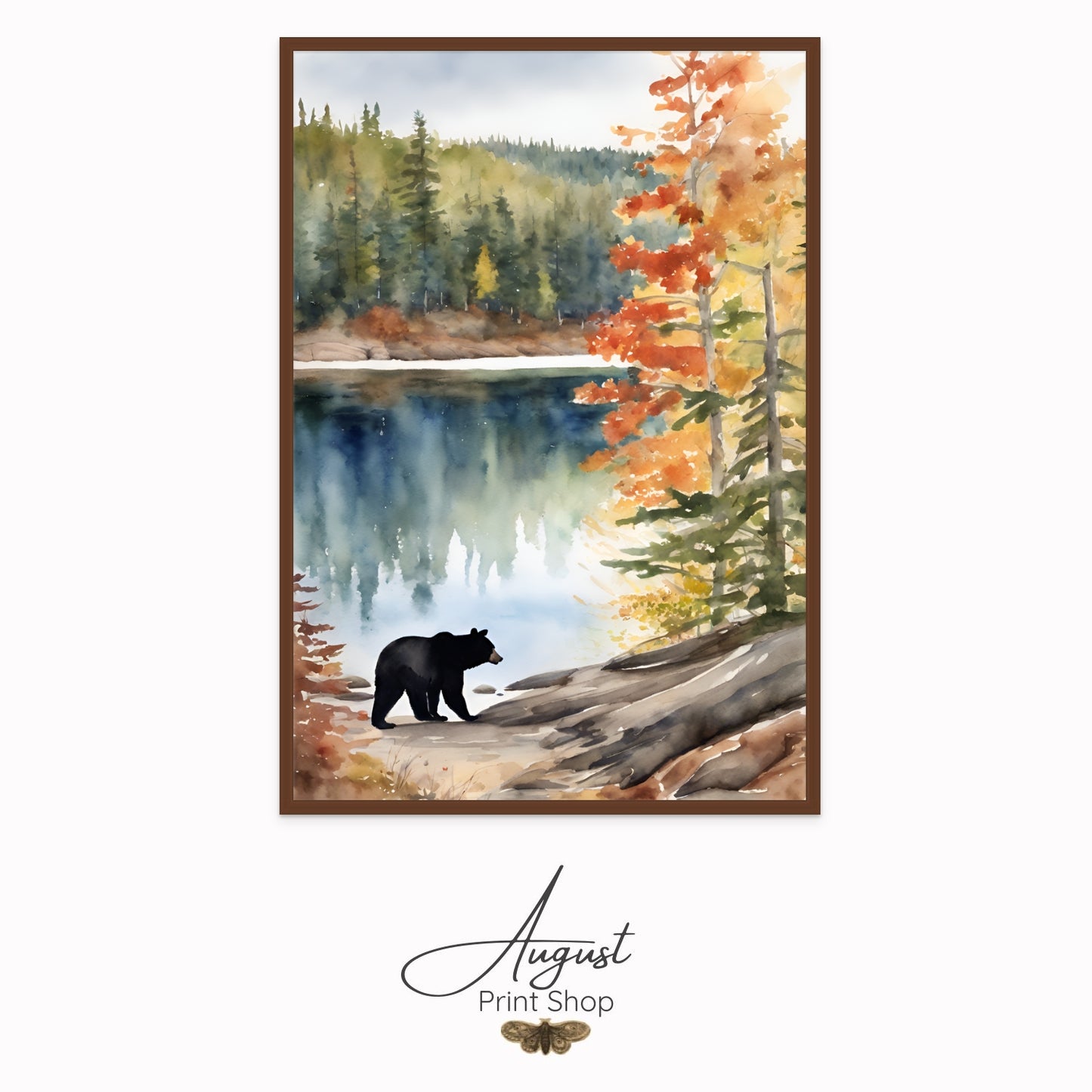 Algonquin Black Bear I