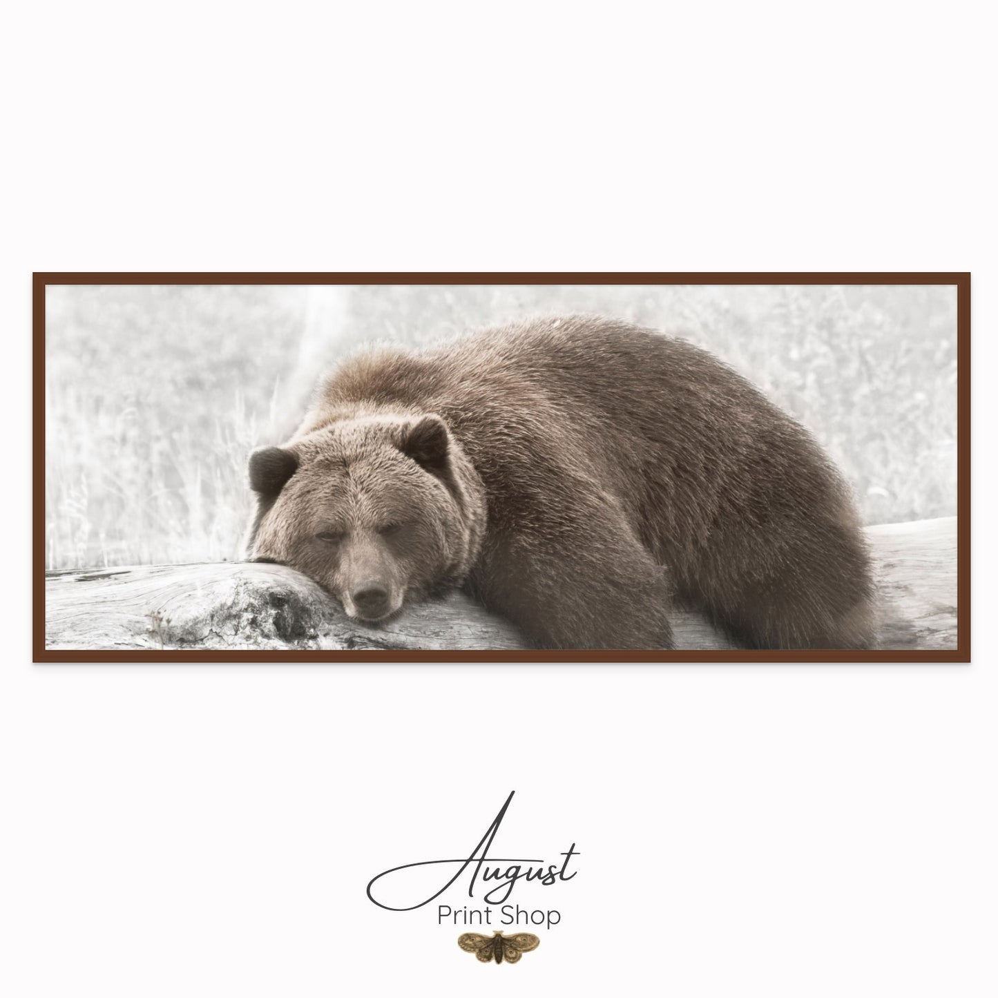Sleepy Grizzly Bear