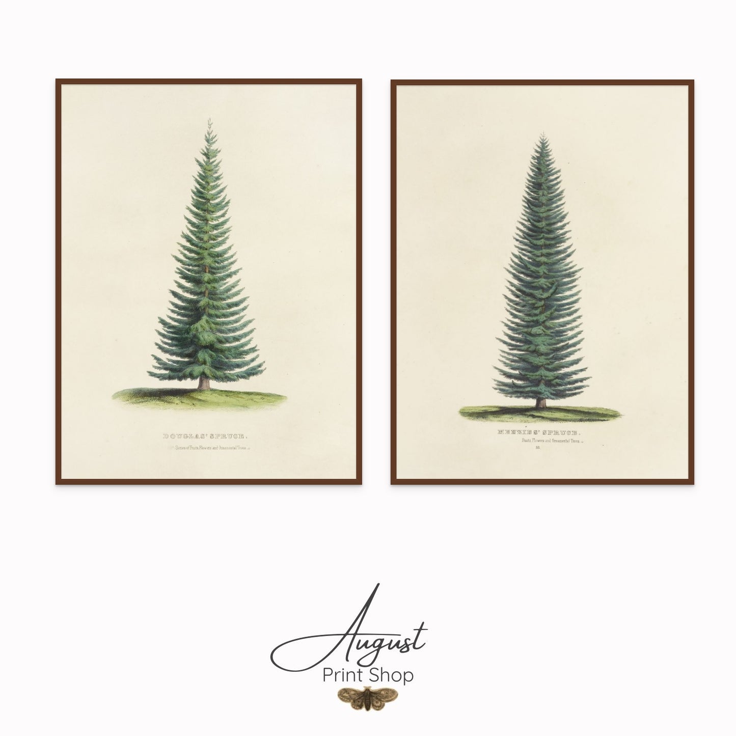 Spruce Tree Set of 2