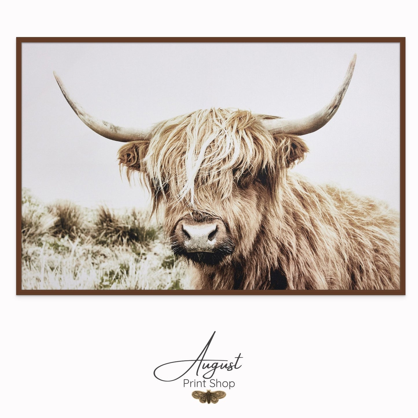 Blonde Gold highland cow in a field photograph. This cute shaggy cow features light colours and long horns. Available as ready to hang wall art.
