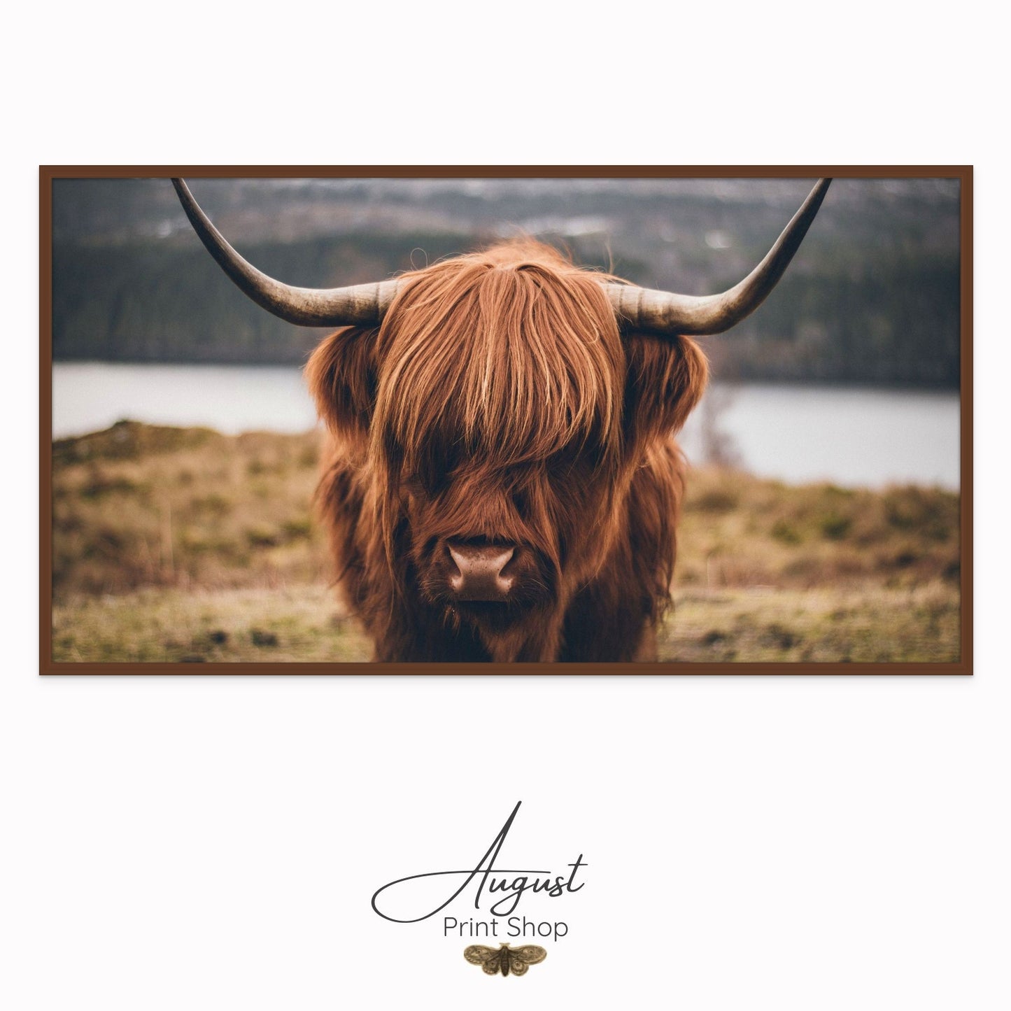 Shy Highland Cow