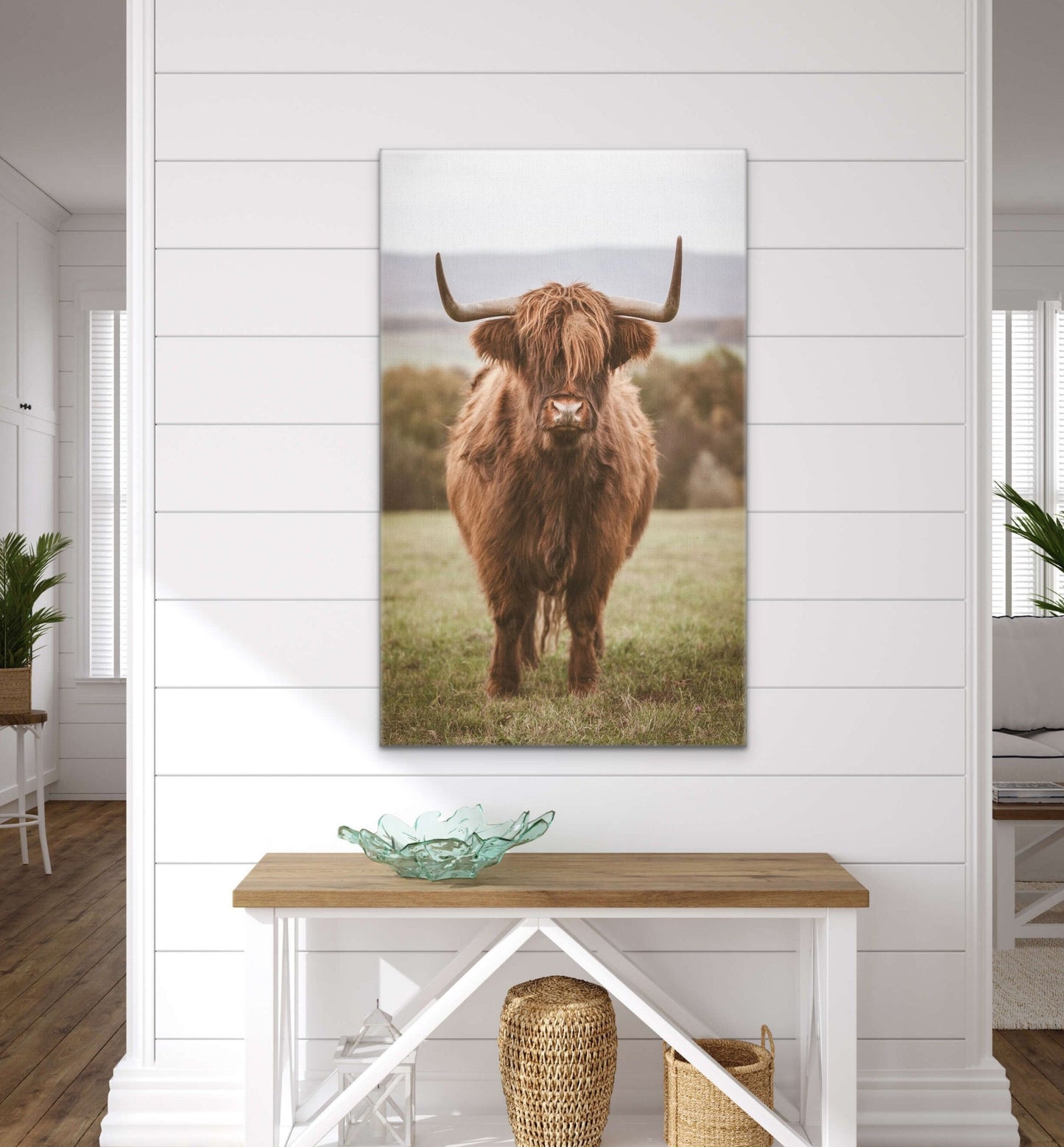 Curious Brown Shaggy Highland cow photograph ready to hang done as a print on canvas