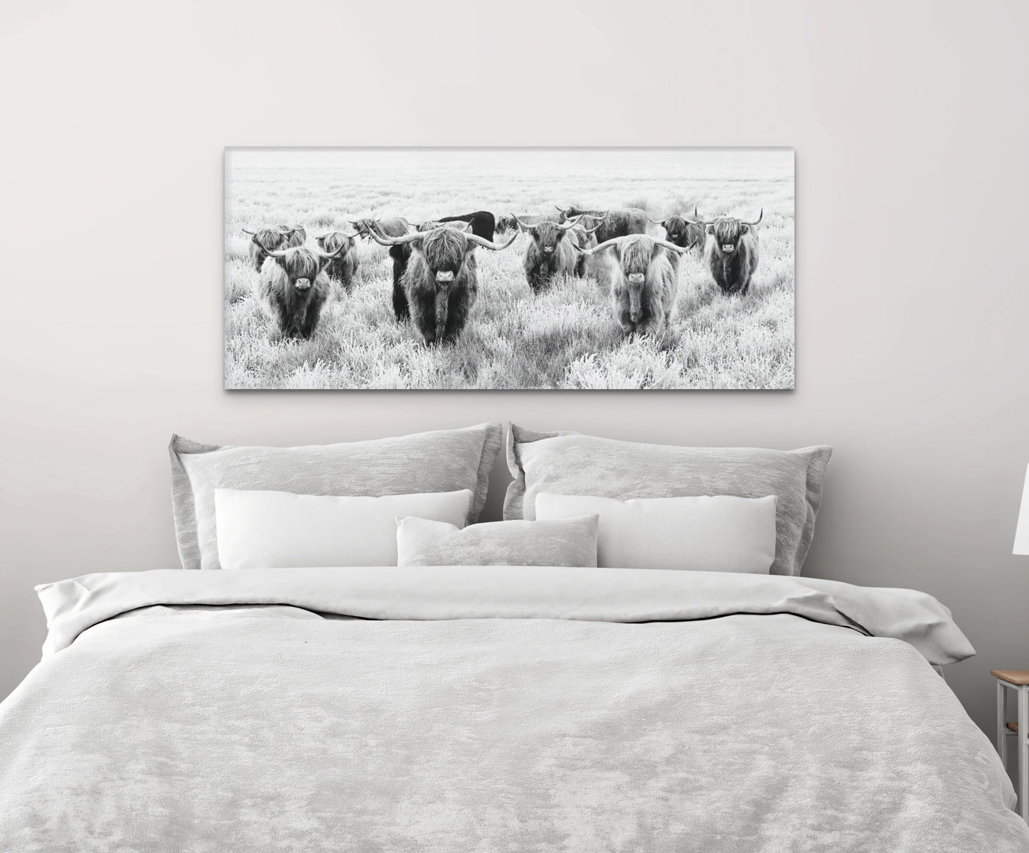Black and White Herd of Highland Cows