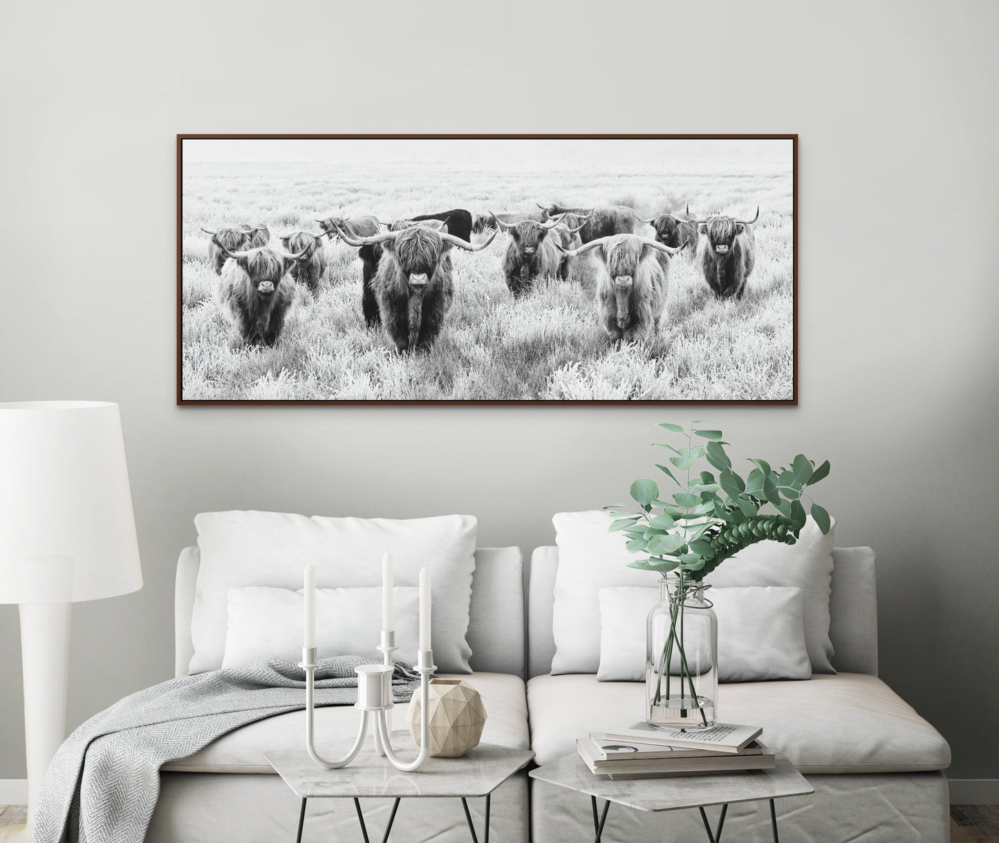Black and White Herd of Highland Cows