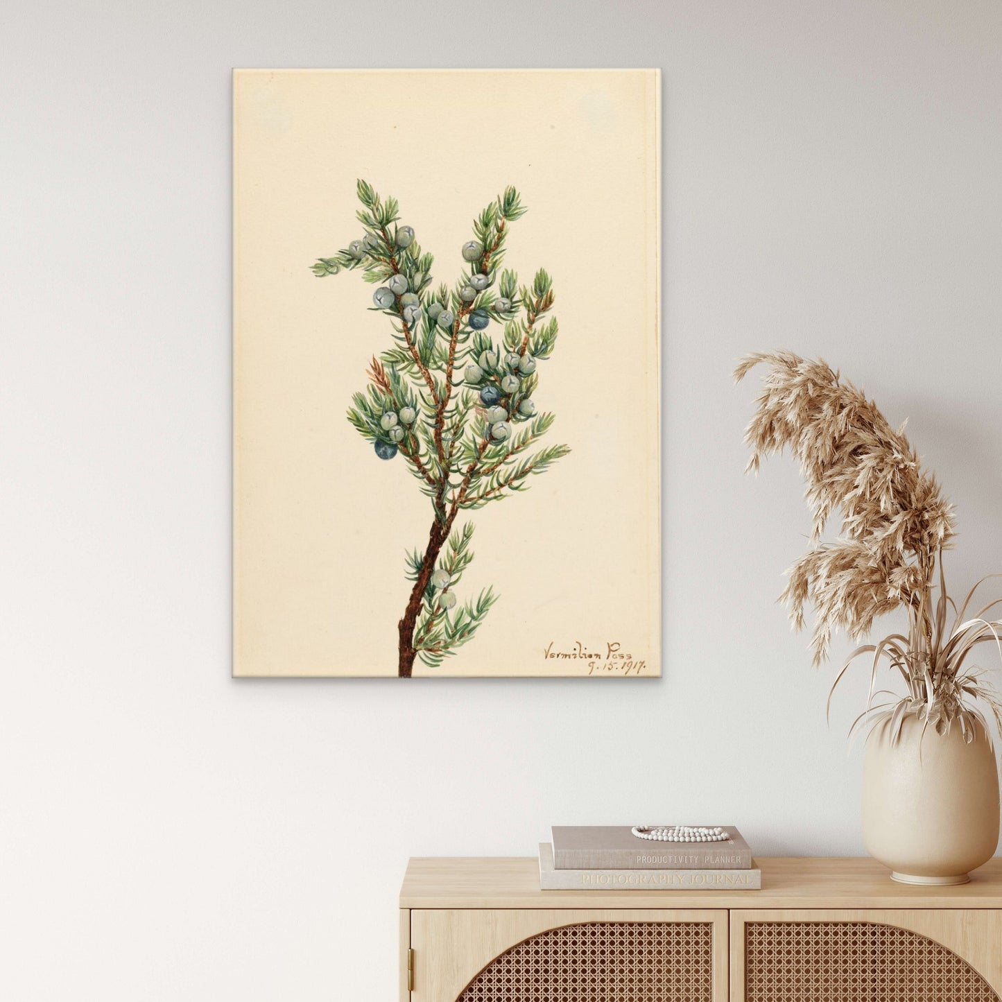 Mountain Juniper