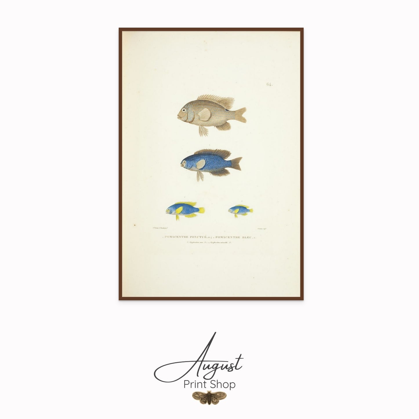 Fish study canvas art  featuring blue and yellow fish