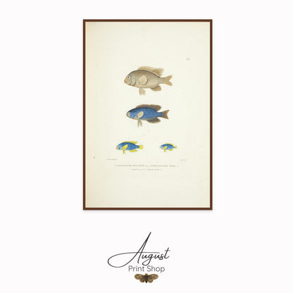 Fish study canvas art  featuring blue and yellow fish