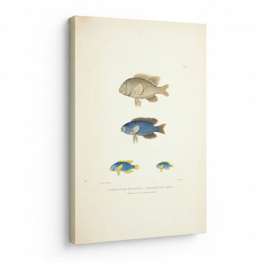 Fish study canvas art  featuring blue and yellow fish