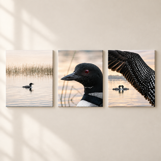 Three-panel canvas wall art depicting a loon at a lake, mounted on a beige wall with soft window shadows. The left panel shows a loon swimming in calm water with reeds in the background.
