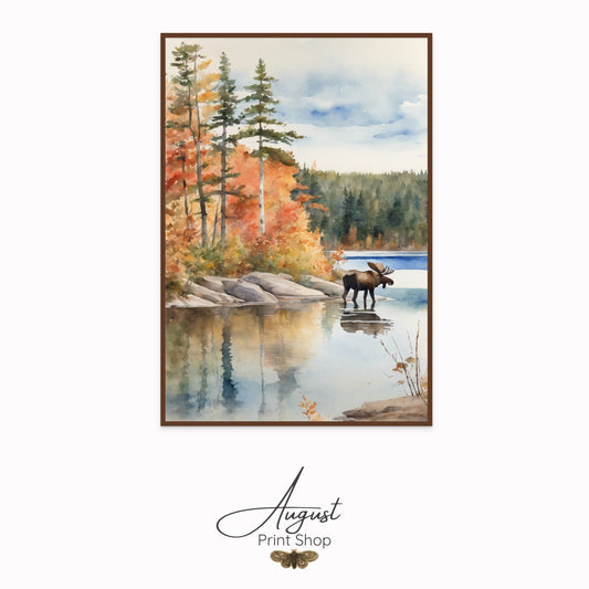 Moose In Algonquin