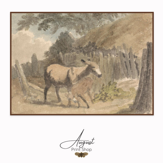 A Donkey and Foal