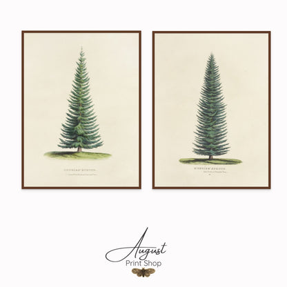 Spruce Tree Set of 2