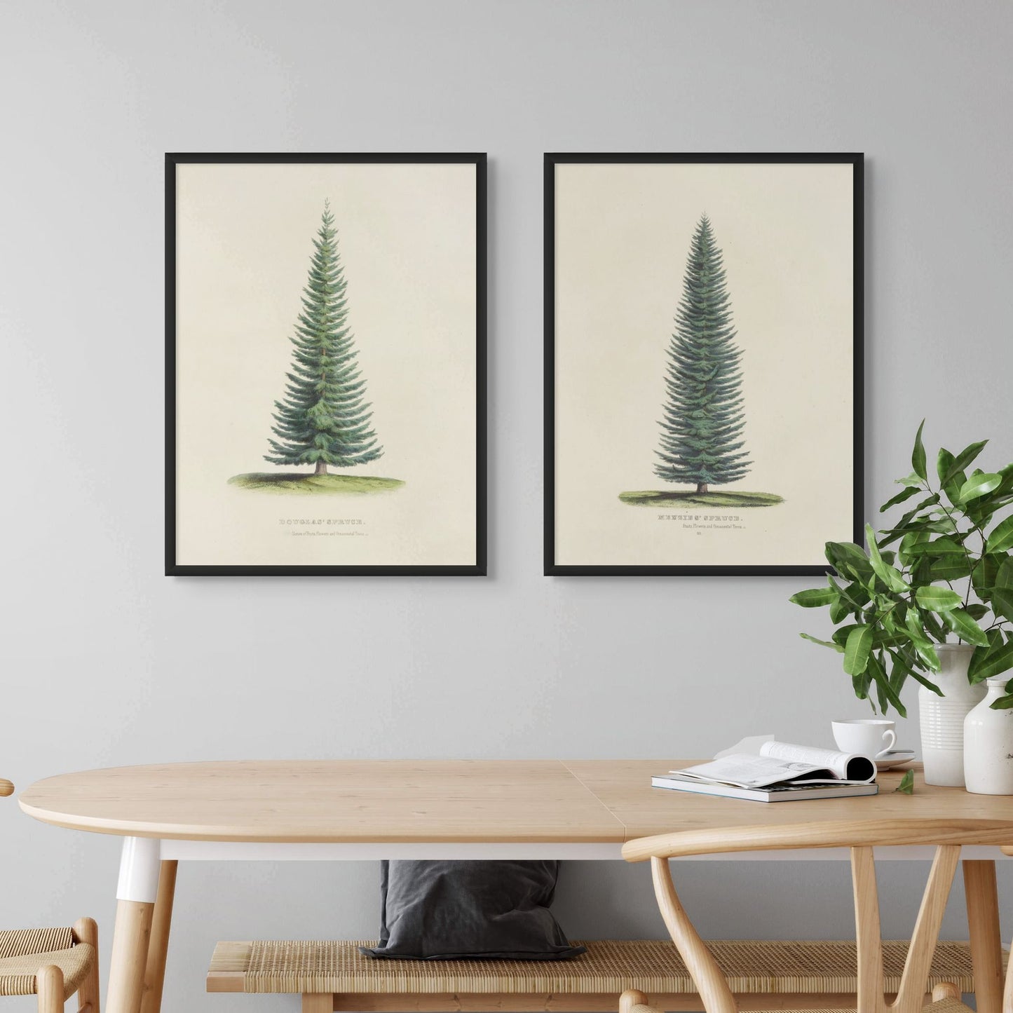 Two framed botanical tree prints on a wall above a wooden table.