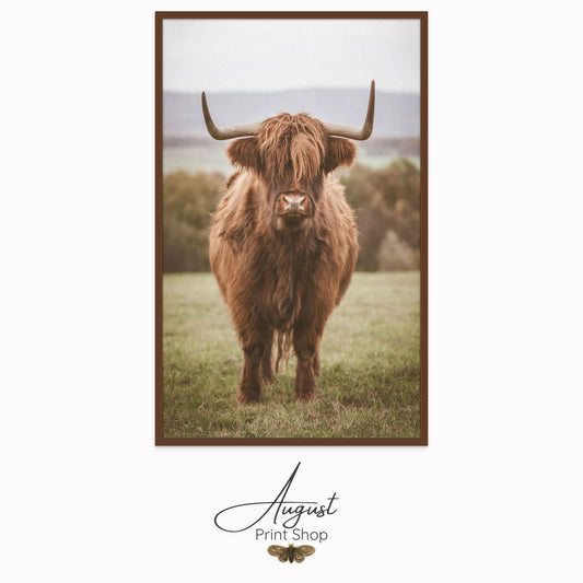 Curious Brown Shaggy Highland cow photograph