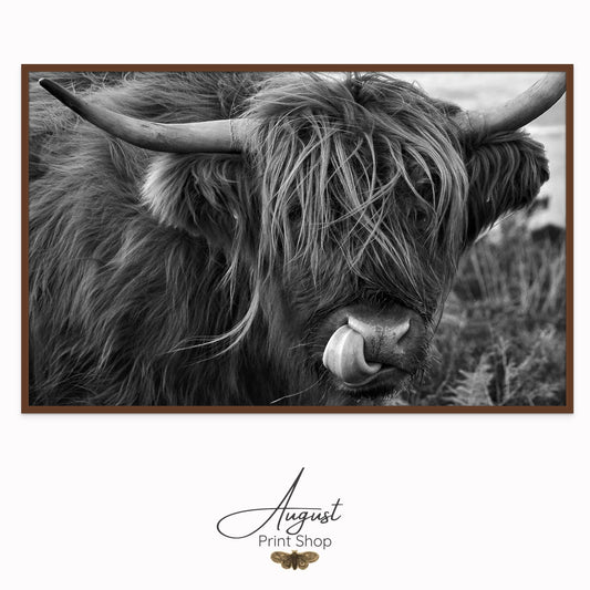 Quirky Highland Cow