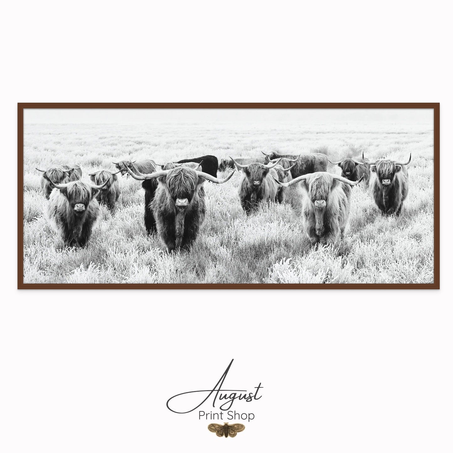 Black and White Herd of Highland Cows