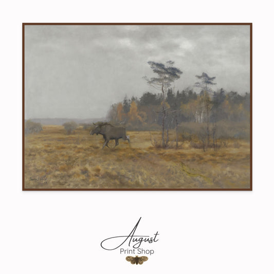 Moose Moving Across The Swamp