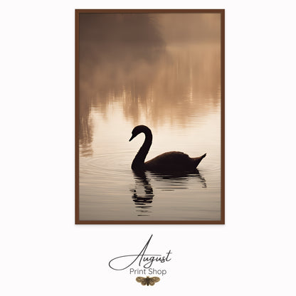 Shadow of a Swan