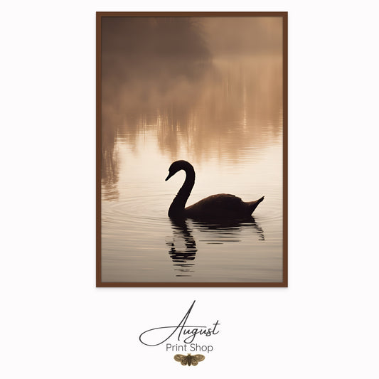 Shadow of a Swan
