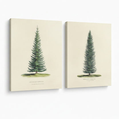 Two canvas prints with illustrations of trees on a white background, featuring the 'August Print Shop' logo.