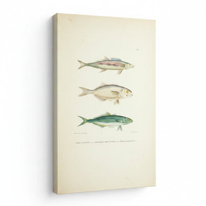Canvas print with illustrations of three fish on a white background