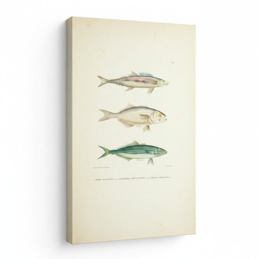 Canvas print with illustrations of three fish on a white background