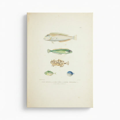 Illustration of various fish on a beige background