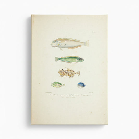 Illustration of various fish on a beige background