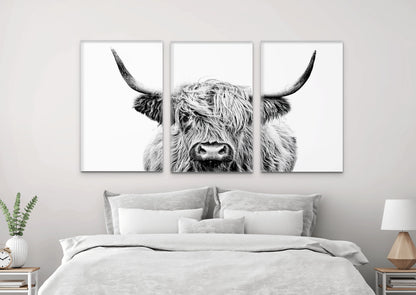 Black and White Highland Cow
