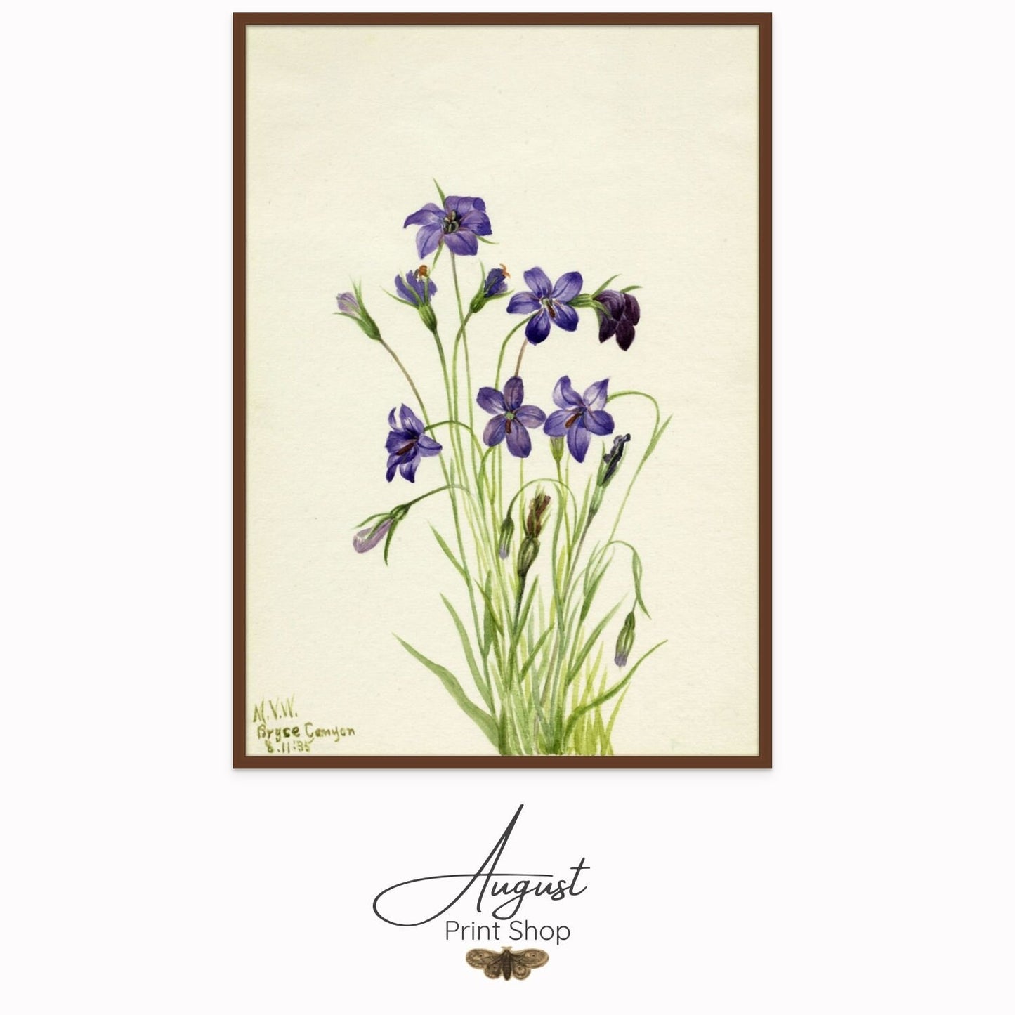 Bellflower  by Mary Vaux Walcott Featuring a royal blue leaning purple flower study of bellflowers. A timeless vintage art print on canvas