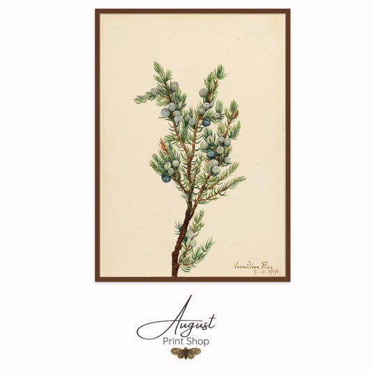 Mountain Juniper